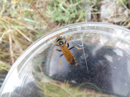 Réf. 260 579 : Batozonellus lacerticida